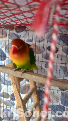 Green Fisher Love Bird